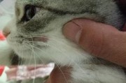 猫咪皮肤爆料视频,视频爆料揭示毛球背后的秘密