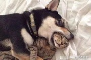 猫咪冠军爆料视频大全最新,揭秘视频大全背后的精彩瞬间