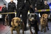 在线观看警花与警犬,热血追踪，守护正义的温馨搭档