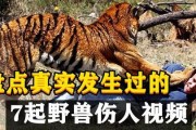 最新爆料斩虎事件视频大全,揭秘最新爆料事件视频大全