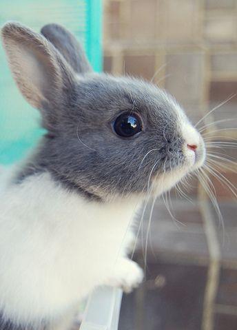 娱乐吃瓜酱猫兔子